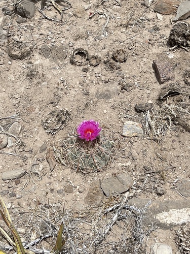 Devilshead (Echinocactus horizonthalonius)