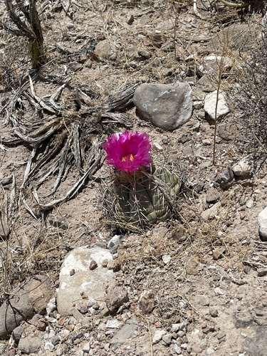 Devilshead (Echinocactus horizonthalonius)