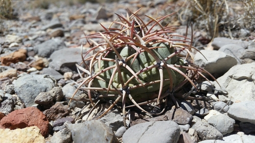 Devilshead (Echinocactus horizonthalonius)