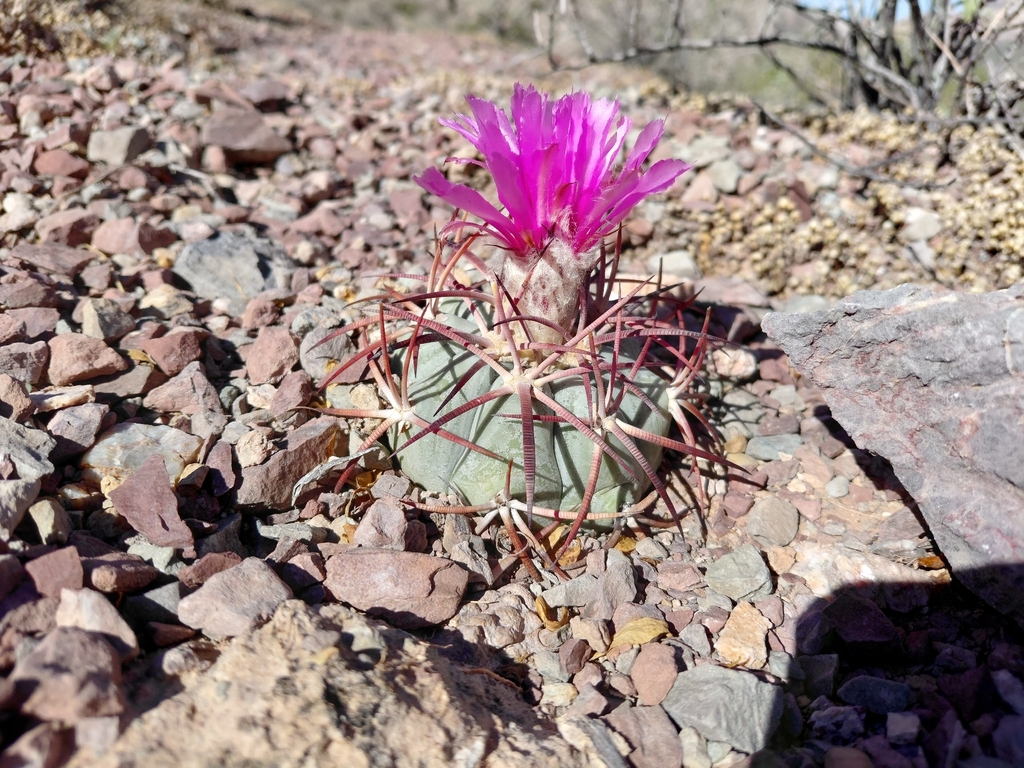 Devilshead (Echinocactus horizonthalonius)