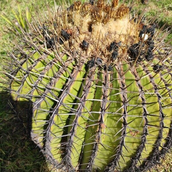 Cactus (Echinocactus platyacanthus)