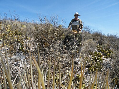 Cactus: Northwest Vanegas, San Luis Potosi