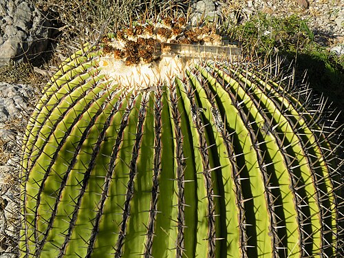Cactus: Southwest Santa Rita near a small village