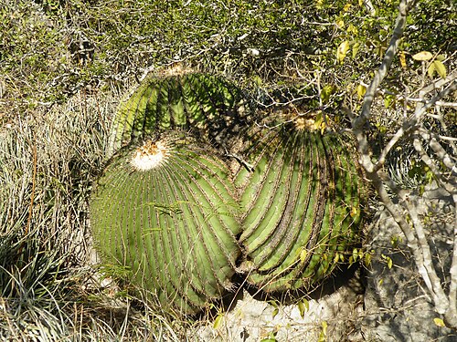 Cactus: Southwest Santa Rita near a small village