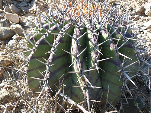 Cactus: Zapotitlan De Las Salinas, Puebla