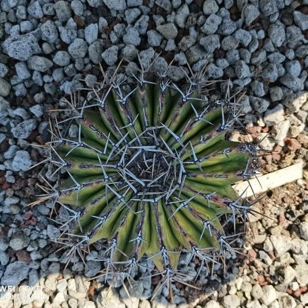Cactus (Echinocactus platyacanthus)