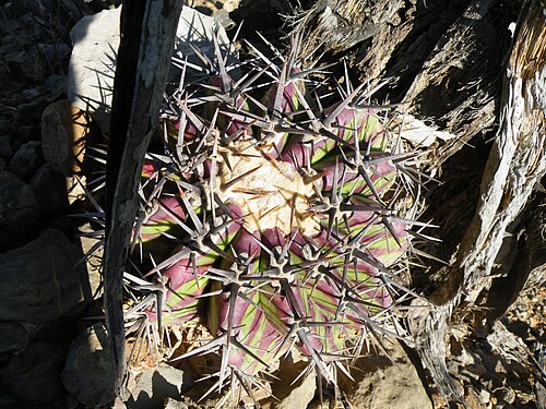 Cactus: Zapotitlan De Las Salinas, Puebla