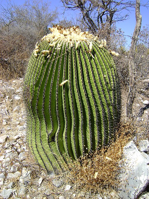 Cactus: Doctor Arroyo, Nuevo Leon