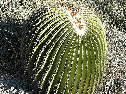 Cactus: Southwest Santa Rita near a small village