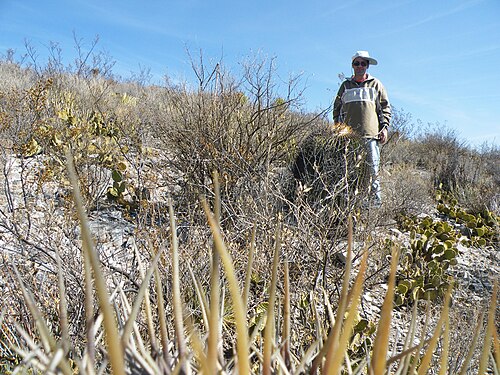 Cactus: Northwest Vanegas, San Luis Potosi