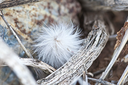 Echinocereus canus (Echinocereus canus)