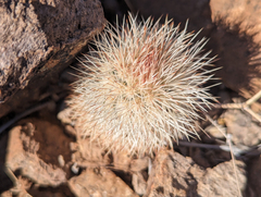 Echinocereus canus (Echinocereus canus)