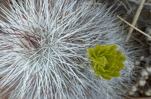 Echinocereus canus (Echinocereus canus)
