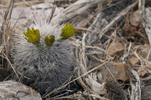 Echinocereus canus (Echinocereus canus)