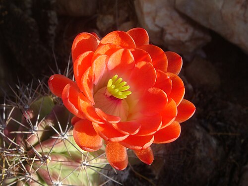 Scarlet hedgehog cactus: Echinocereus triglochidiatus , cultivated, private residence, Paradise Valley, Arizona