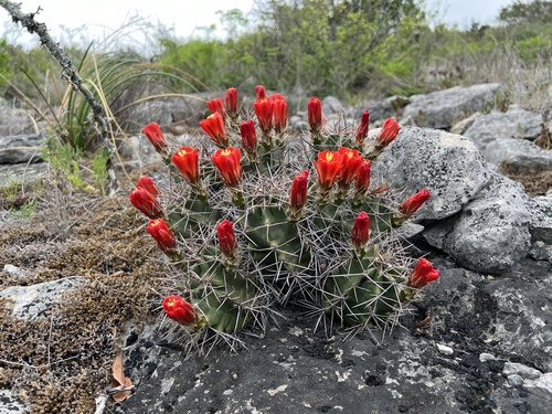 Scarlet hedgehog cactus (Echinocereus coccineus)