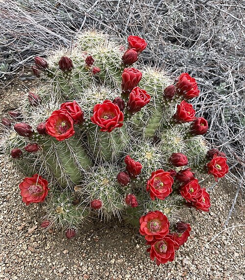 Scarlet hedgehog cactus: Scarlet Hedgehog Cactus ( Echinocereus coccineus coccineus ) in the United States