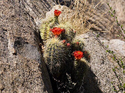 Scarlet hedgehog cactus: Echinocereus coccineus , south of Aguirre Springs, northeastern Organ Mountains, Doña Ana County, New Mexico, 7 Apr 2010.