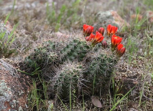 Scarlet hedgehog cactus (Echinocereus coccineus)