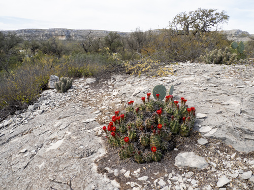 Scarlet hedgehog cactus