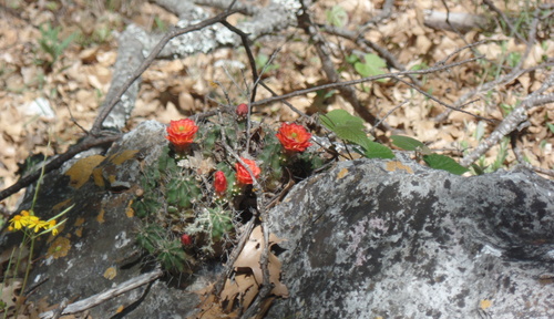 Scarlet hedgehog cactus (Echinocereus coccineus)