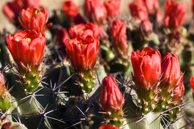 Scarlet hedgehog cactus: Chihuahuan Desert Research Institute, Fort Davis