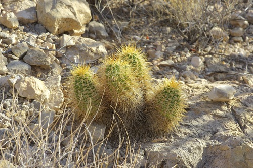 Scarlet hedgehog cactus (Echinocereus coccineus)