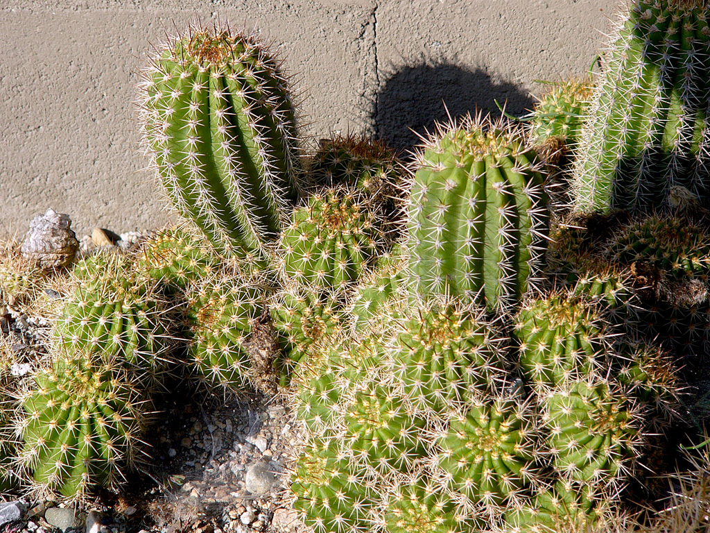 Scarlet hedgehog cactus: Plant "Echinocereus coccineus" from north mexico