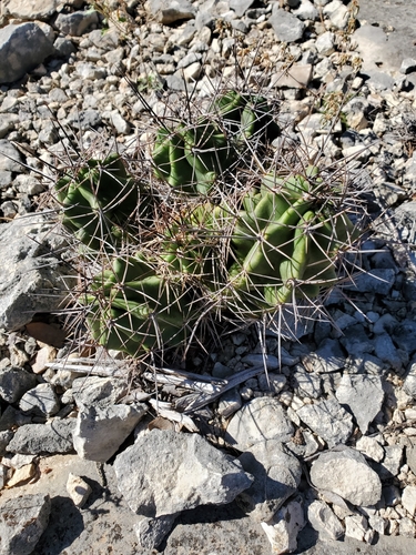 Scarlet hedgehog cactus (Echinocereus coccineus)