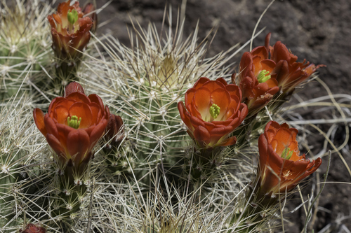 Scarlet hedgehog cactus (Echinocereus coccineus)