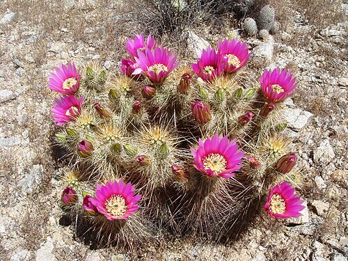 Engelmann's hedgehog cactus: Echinocereus engelmannii , Pima Wash trail, South Mountain, Phoenix, Arizona
