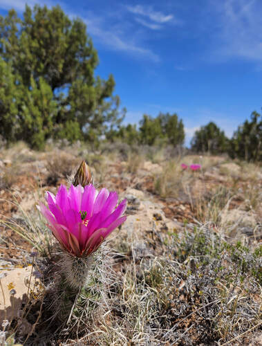 Engelmann's hedgehog cactus (Echinocereus engelmannii)