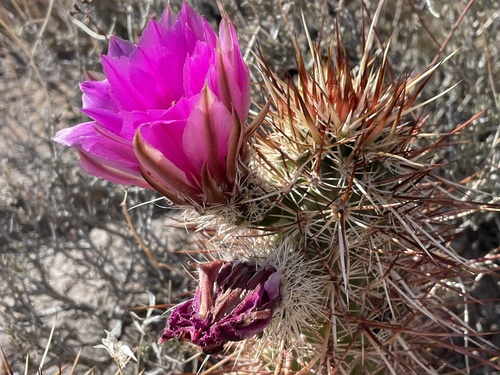 Engelmann's hedgehog cactus