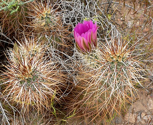 Engelmann's hedgehog cactus: Photo of Echinocereus engelmannii in the desert west of Las Vegas, Nevada
