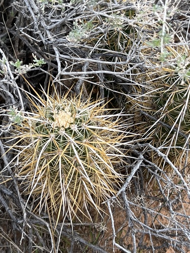 Engelmann's hedgehog cactus (Echinocereus engelmannii)
