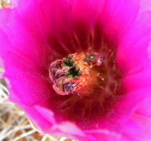 Engelmann's hedgehog cactus: Echinocereus engelmannii — Engelmann's hedgehog cactus; flower with two kinds of bee in it, In the Mojave Desert west of Las Vegas, Nevada (just off the end of