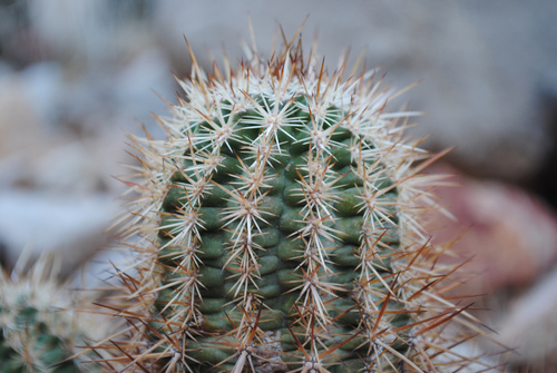 Engelmann's hedgehog cactus (Echinocereus engelmannii)
