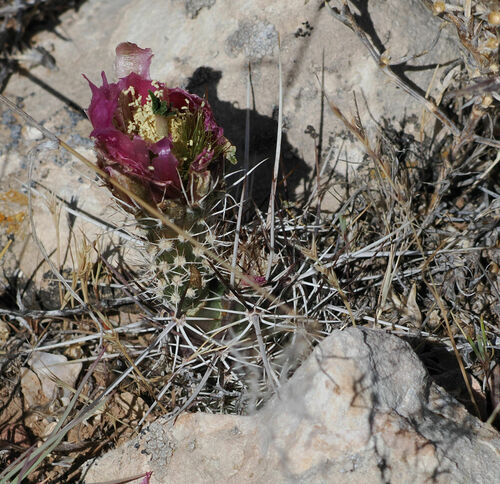Engelmann's hedgehog cactus (Echinocereus engelmannii)