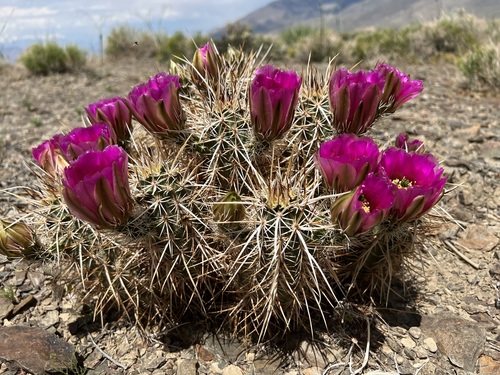 Engelmann's hedgehog cactus (Echinocereus engelmannii)