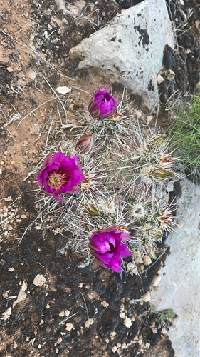 Engelmann's hedgehog cactus (Echinocereus engelmannii)