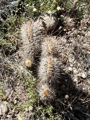 Engelmann's hedgehog cactus (Echinocereus engelmannii)
