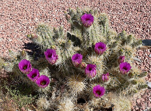 Engelmann's hedgehog cactus: Photo of Echinocereus engelmannii near Corn Creek station in the Desert National Wildlife Range , north of Las Vegas, Nevada