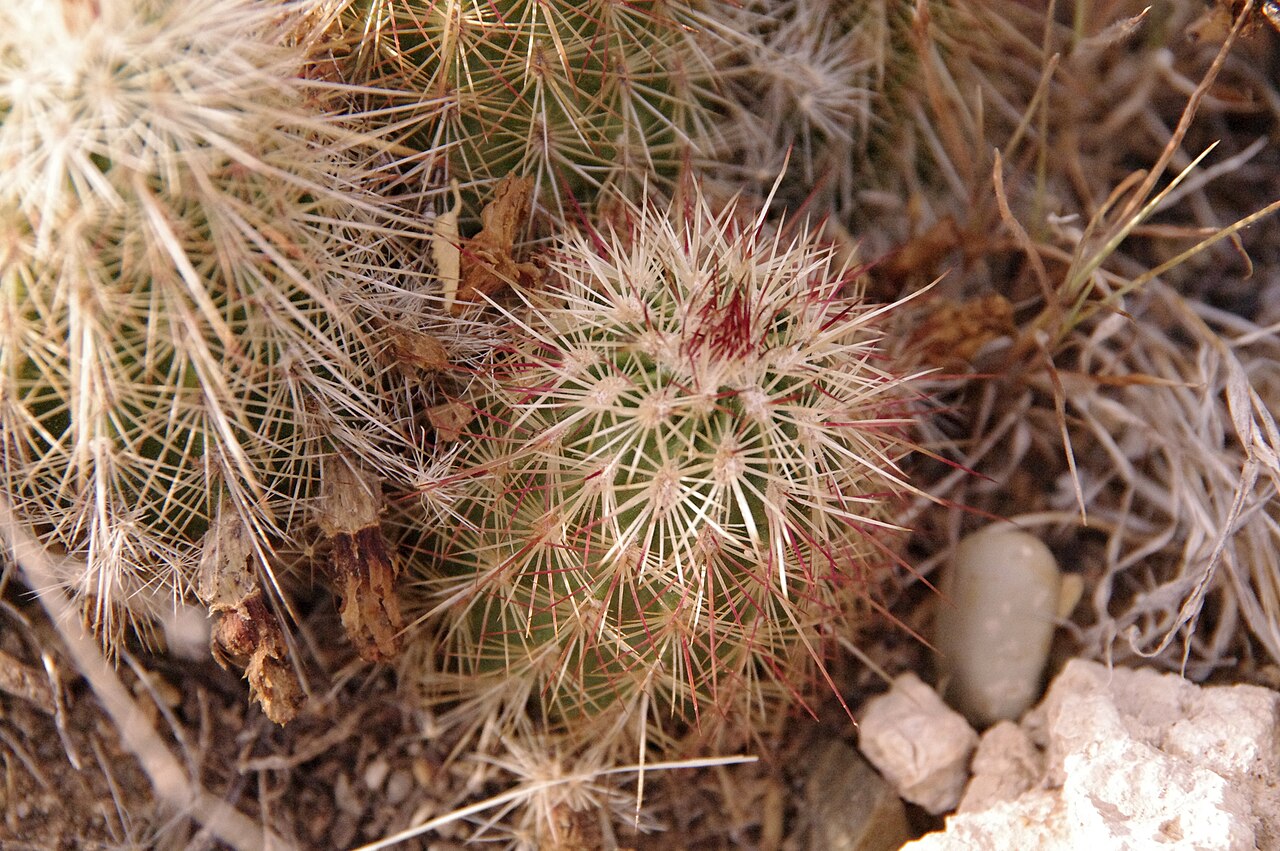 Echinocereus milleri: Miller's green pitaya ( Echinocereus milleri ) in the United States