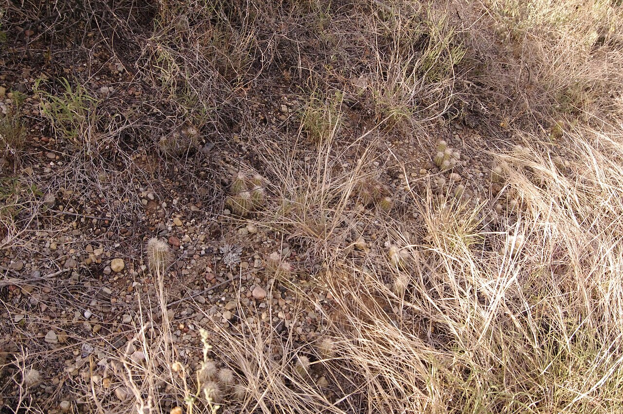 Echinocereus milleri: Miller's green pitaya ( Echinocereus milleri ) in the United States