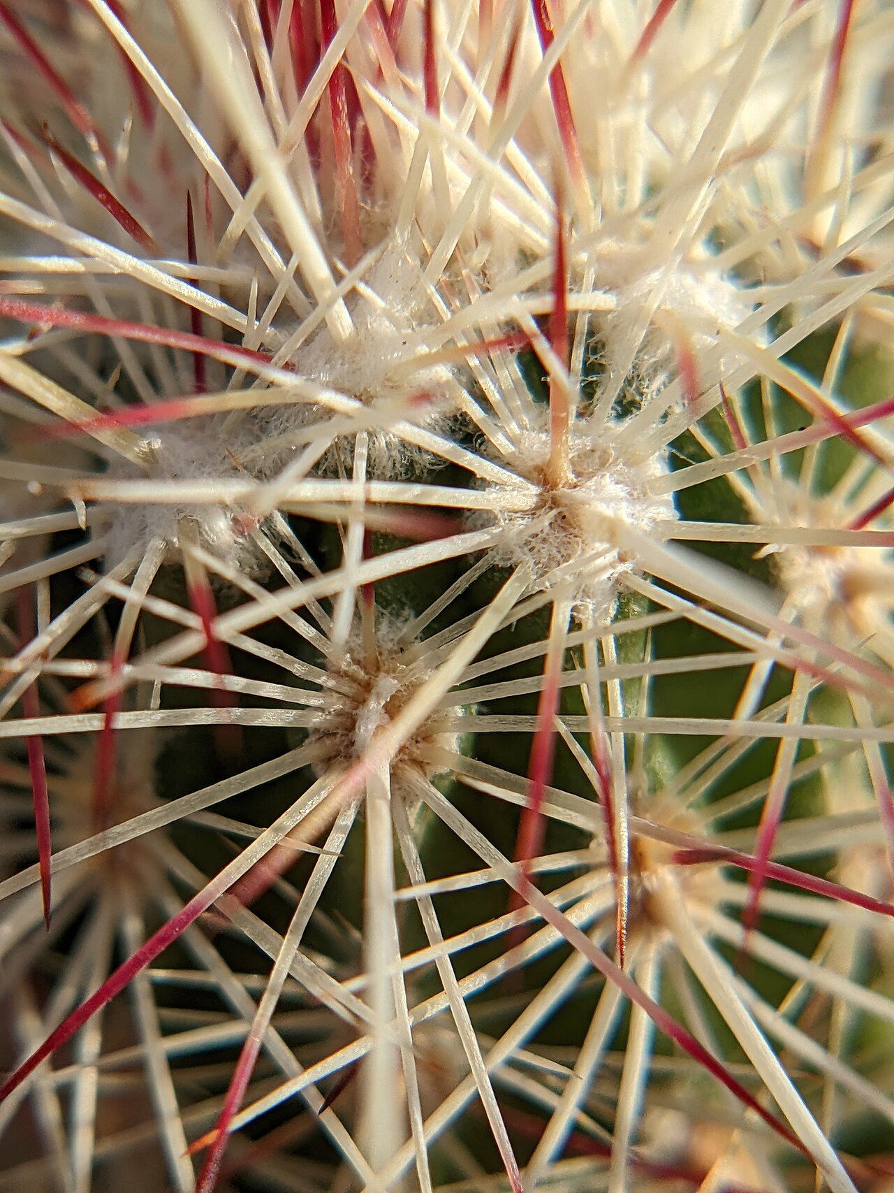 Echinocereus milleri: Miller's green pitaya ( Echinocereus milleri ) in the United States