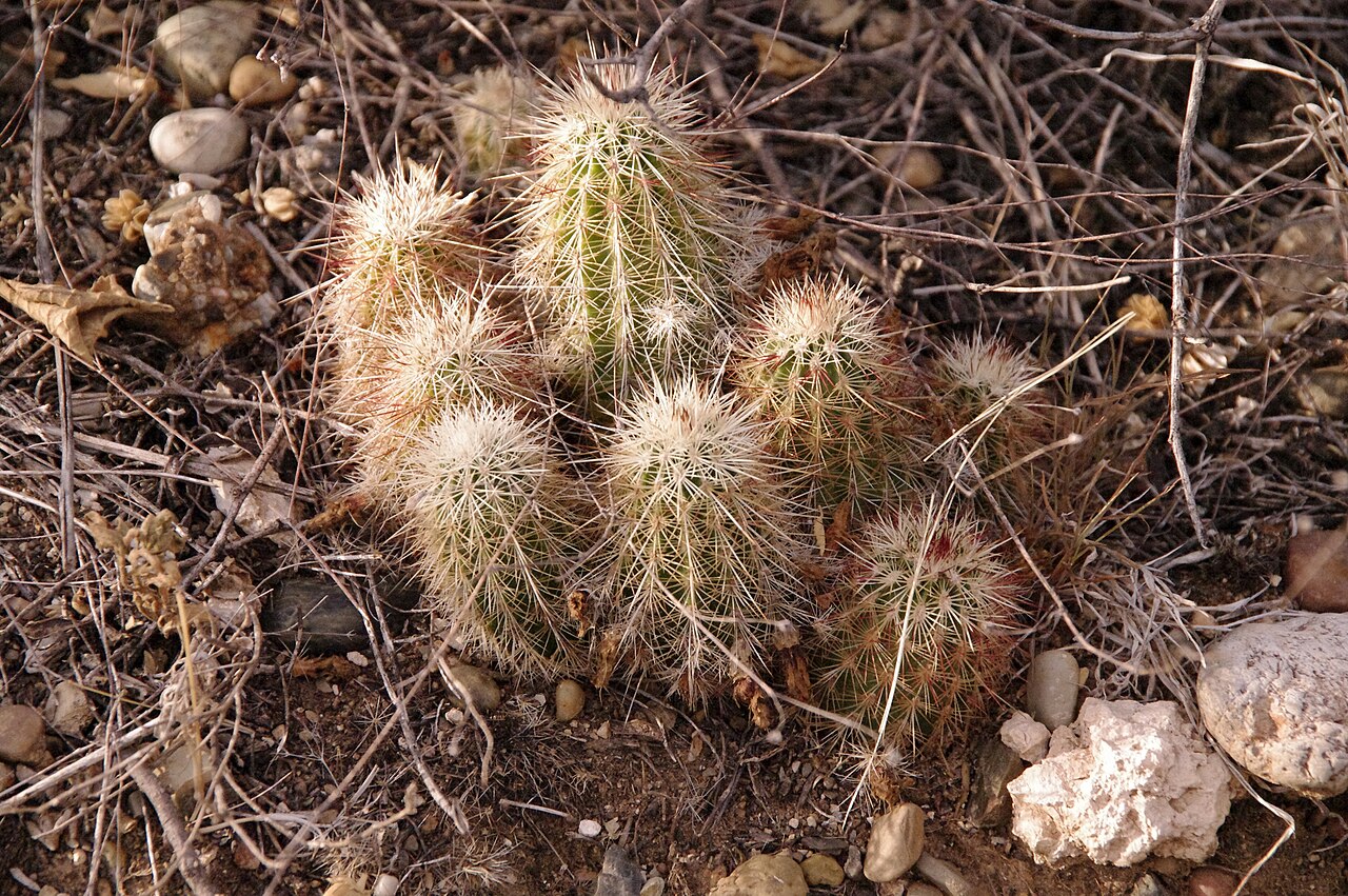 Echinocereus milleri: Miller's green pitaya ( Echinocereus milleri ) in the United States