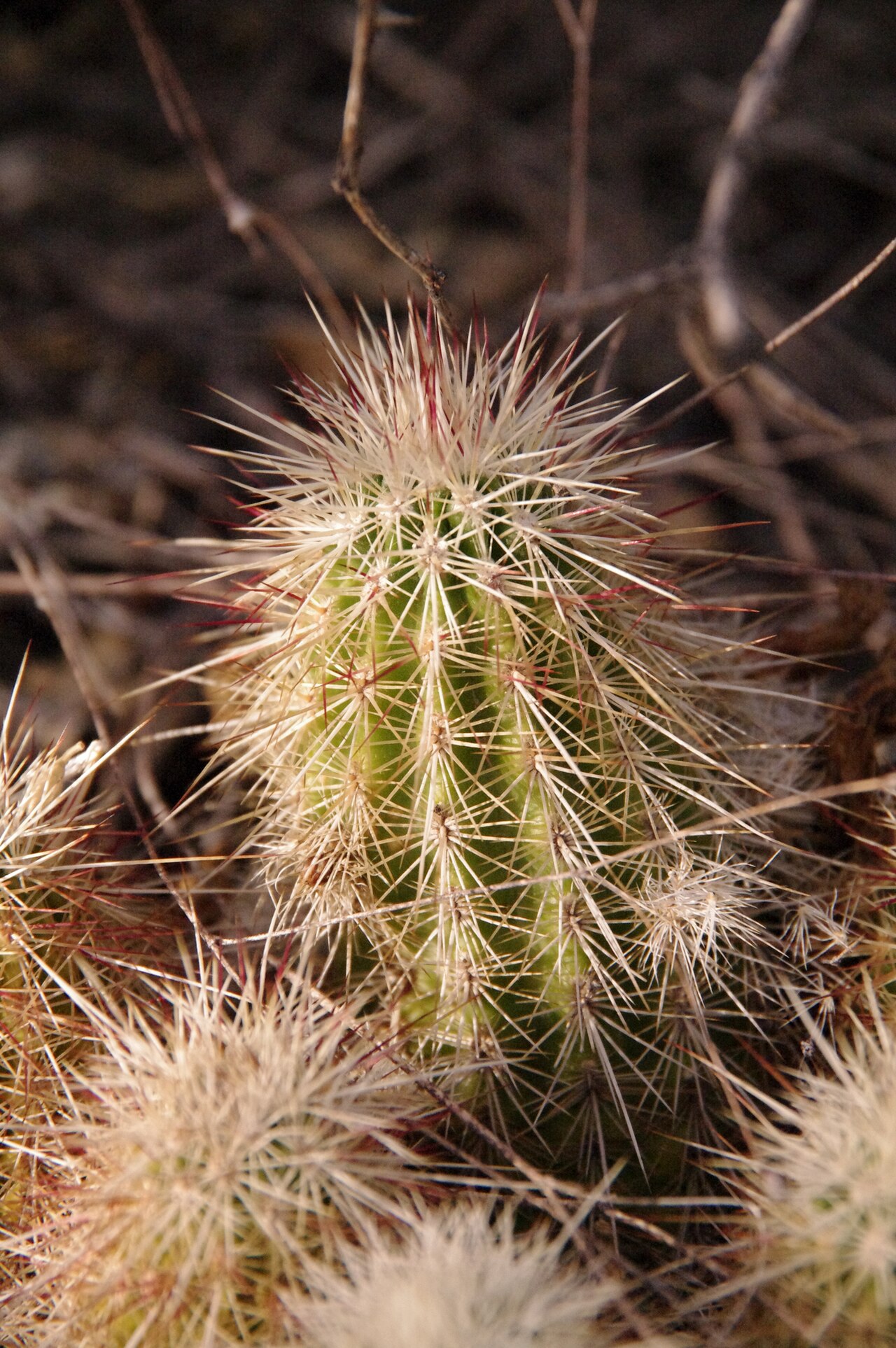 Echinocereus milleri: Miller's green pitaya ( Echinocereus milleri ) in the United States
