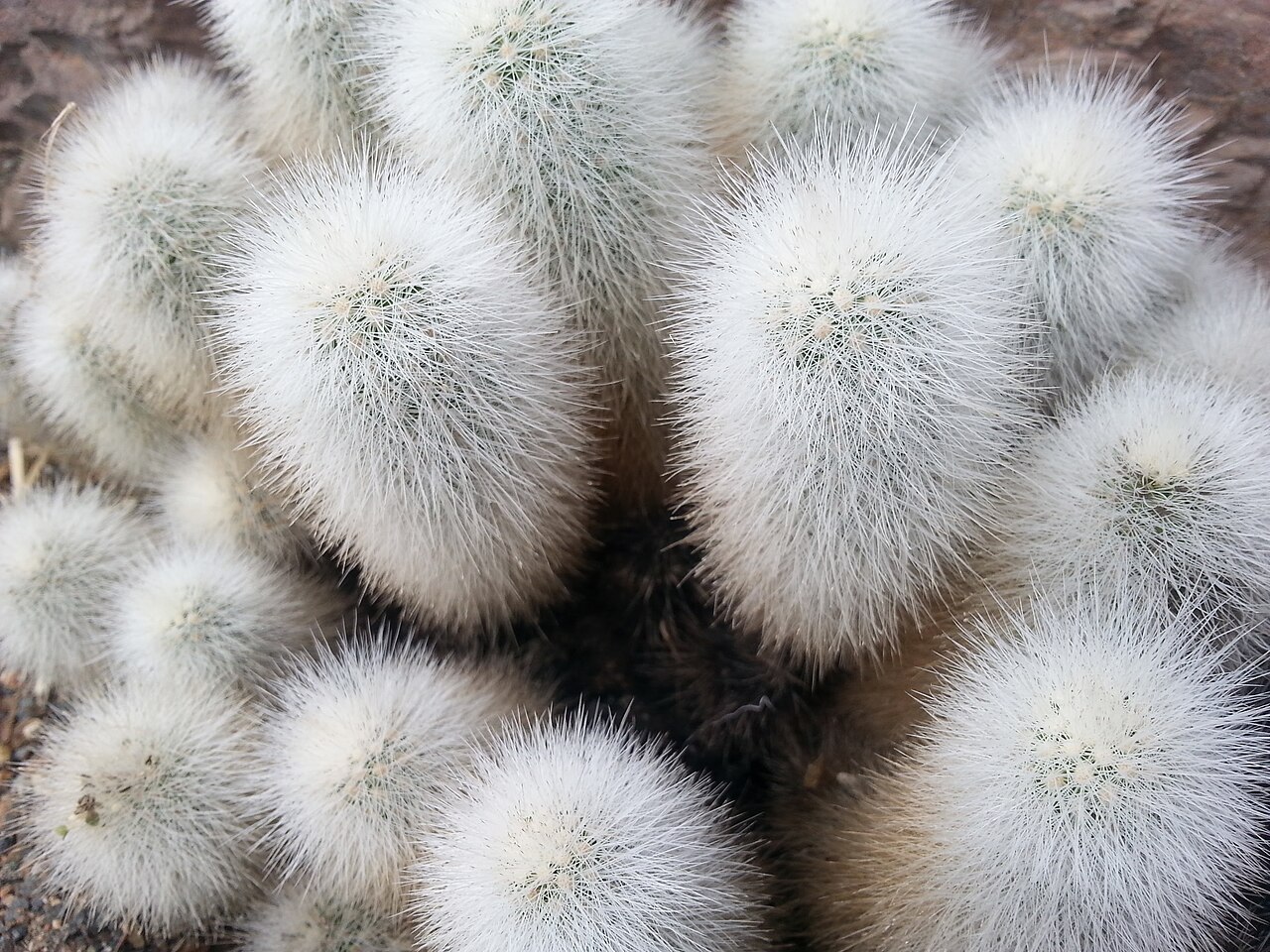 Echinocereus nivosus: Echinocereus nivosus close up.
