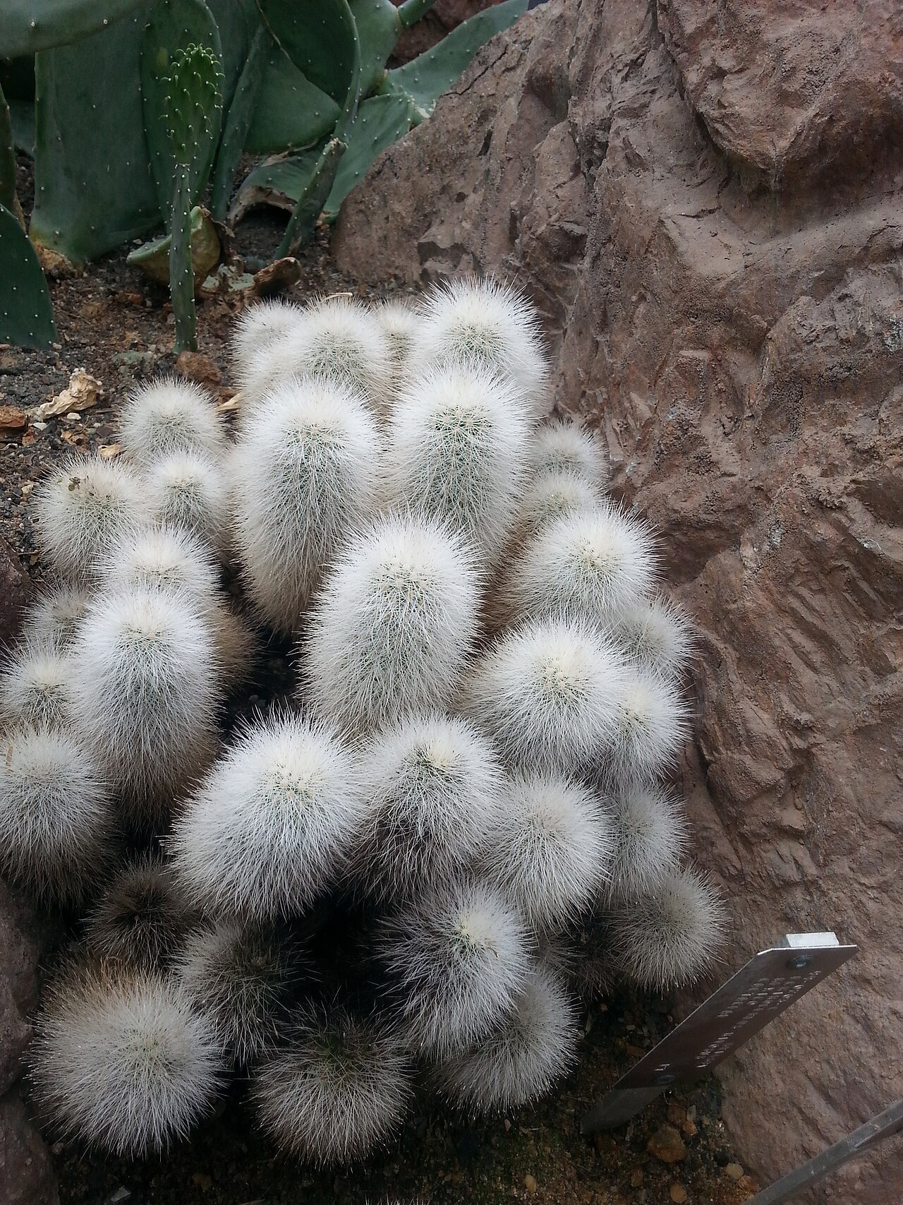 Echinocereus nivosus: Echinocereus nivosus at the Washington D.C. Botanical Garden.