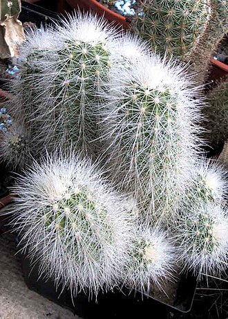 Echinocereus nivosus: Echinocereus nivosus